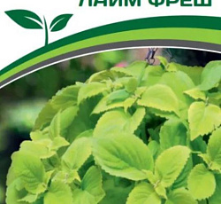 Колеус крупнолистный Лайм Фреш