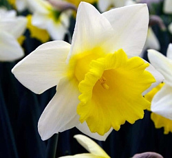 Нарцисс (Трубчатый) - Корниш Кинг