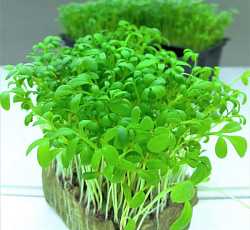 Кресс-салат Забава