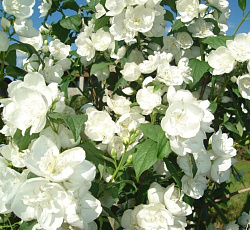 Жасмин (садовый) - Вёджинэл