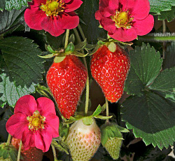 Земляника ремонтантная Тоскана F1