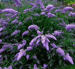 Буддлея Давида (Патио) - Дриминг Пепл (Люкс)