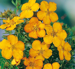 Лапчатка (кустарниковая) - Аннет