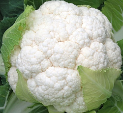 Капуста цветная Малимба F1