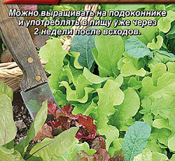 Бэби салат Тосканская смесь