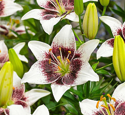 Лилия (азиатская танго) - Уайт Пиксельc