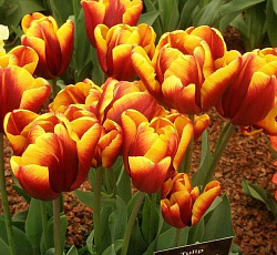 Тюльпан (Триумф) - Абу Хасан