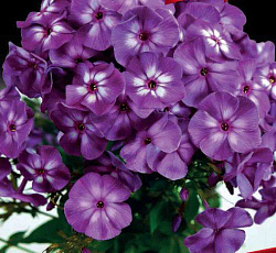 Флокс (Российская селекция) - Успех