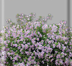 Бакопа Голубая лавина