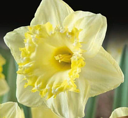 Нарцисс (крупнокорончатый) - Сноу Тип (Люкс)