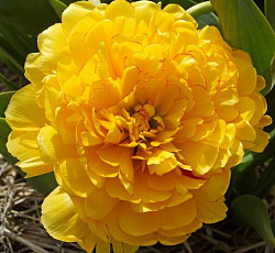 Тюльпан (Махровый поздний) - Йеллоу Помпонетт осенние луковичные - описание, фото, агротехника