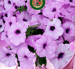 Петуния каскадная Эклиптика F1 Венера