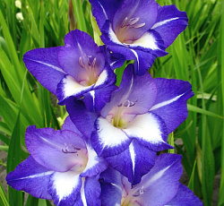 Гладиолус (Российская селекция) - Небо и Звезды