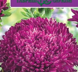 Астра Баллон Пурпурный