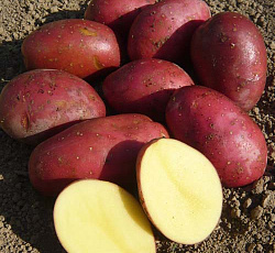 Картофель Маяк