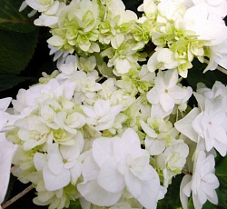 Гортензия (крупнолистная) - Доппио Бьянко (Люкс)