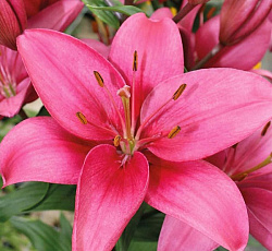 Лилия (азиатская) - Далила