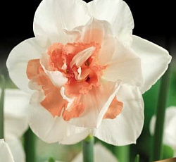 Нарцисс (Махровый) - Май Стори (Люкс)