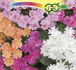 Левизия туполистная Элис