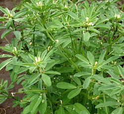 Пажитник Гурман