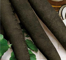 Редька Цилиндра