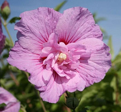 Гибискус (сирийский) - Лавендер Шифон (Люкс)