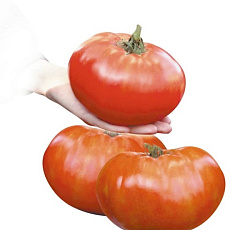 Томат Король-Гигант IХ F1