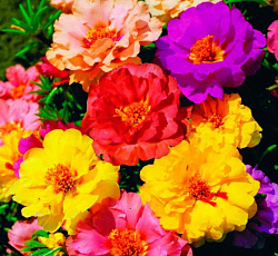 Портулак Каламбур смесь