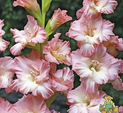 Гладиолус (гофрированный) - Монте Гордо