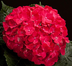 Гортензия (крупнолистная) - Ред Барон