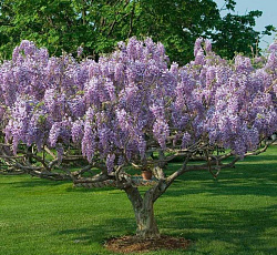 Глициния (макростахия) - Блю Мун