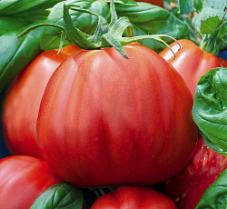 Томат Пузата хата