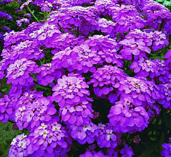 Иберис Розовый сон