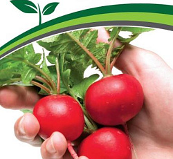 Редис Царевна F1