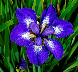 Ирис (сибирский) - Ай си Старз