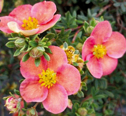 Лапчатка (кустарниковая) - Гламур Гёл (Люкс)