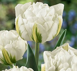 Тюльпан (Махровый ранний) - Глобал Дезаер