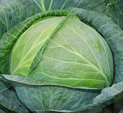Капуста белокочанная Агрессор F1