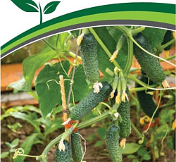 Огурец Бинго F1