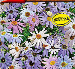 Брахикома ромашка Кадриль