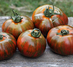 Томат Полосатый шоколад