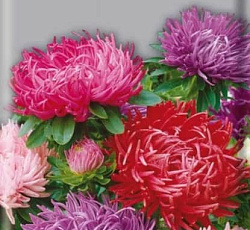 Астра Игл Жар-птица