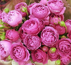 Роза (спрей) - Мисти Баблс