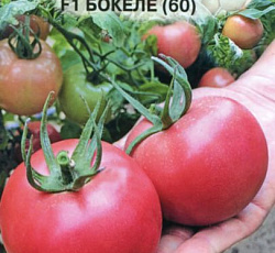 Томат Бокеле (60) F1