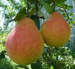 Груша - Мраморная