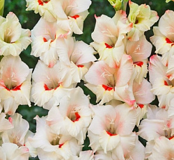 Гладиолус (бамбино) - Кэнди Бар (Патио)