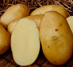 Картофель Колетте (ЭЛИТА)