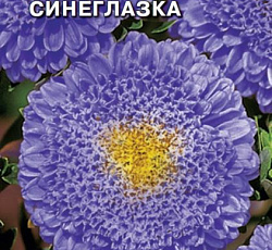 Астра Синеглазка (помпонная)