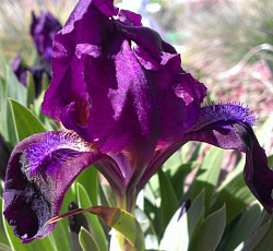 Ирис (карликовый) - Намбе