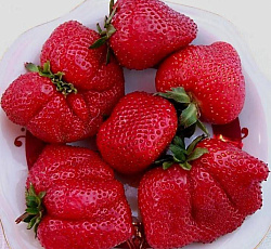 Клубника (земляника) садовая Максим